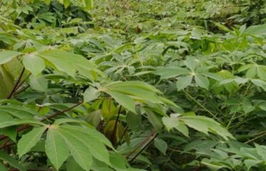 ABIDJAN SONGON : Vente de terrains 500 m2
