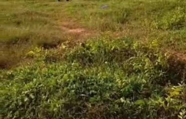 ABIDJAN BINGERVILLE : Terrain de 300 m² à Bingerville