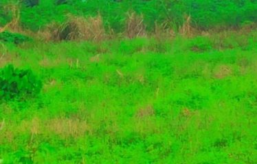 ABIDJAN COCODY : Terrain en vente à SIPO