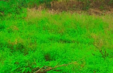 ABIDJAN COCODY : Terrain en vente à SIPO