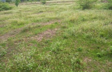 ABIDJAN COCODY : Terrain en vente à AHOUE