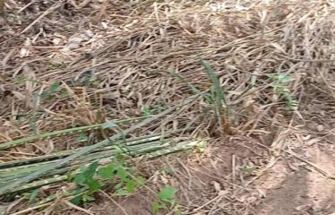 YAMOUSSOUKRO : Terrain de 800 m2 approuvé à vendre