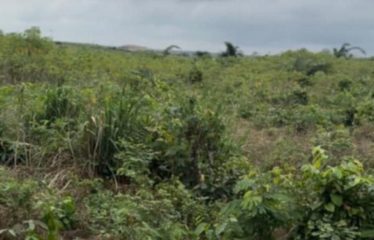 SONGON : Des terrains en vente – ACD global