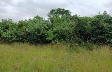 BONOUA : Plusieurs Terrains en vente 500m2