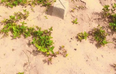 ABIDJAN COCODY : Terrain à vendre 400 m2