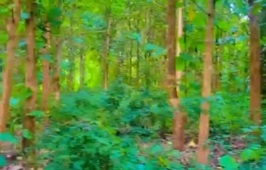 BEOUMI : Terrain à vendre 1 hectare – Champs de hévéa