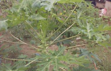 ABIDJAN COCODY : Vente de terrain 300m2