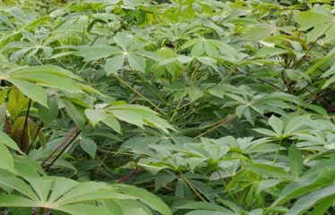 ABIDJAN SONGON : Terrain 250 m² avec ACD à vendre