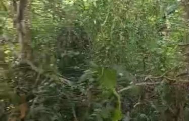 YAMOUSSOUKRO : Vente de forêt – 150 hectares