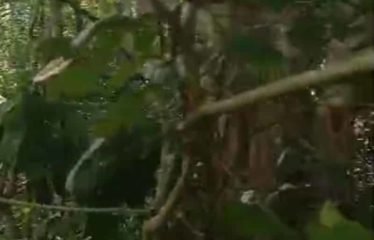 YAMOUSSOUKRO : Vente de forêt – 150 hectares