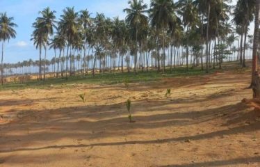 GRAND-BASSAM : Vente terrain 4 hectares + 2 hectares de servitude – Bord de mer