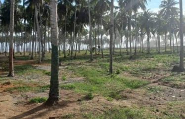 GRAND-BASSAM : Vente terrain 4 hectares + 2 hectares de servitude – Bord de mer