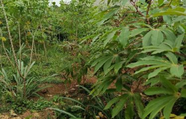 N&rsquo;DÉNOU : Terrain de 500 m² en vente à Yamoussoukro N&rsquo;dénou