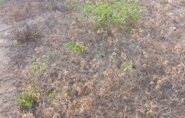 ABIDJAN BINGERVILLE : Vente terrain 413 m2 – ACD