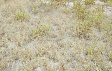 ASSINIE : Terrain à vendre