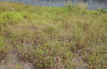 ASSINIE : Terrain à vendre