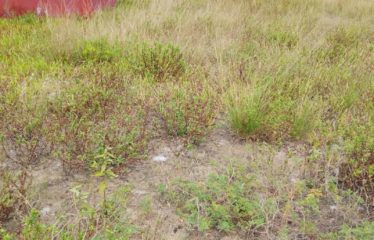 ASSINIE : Terrain à vendre