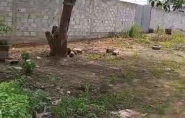 ABIDJAN COCODY : Vente terrain 660 m2 – Angré CHU