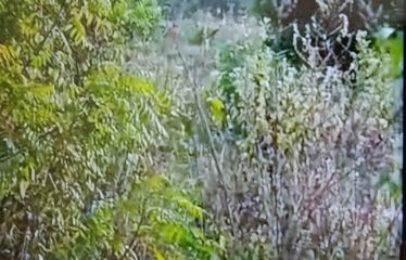 YAMOUSSOUKRO : Vente terrain 1133 m2