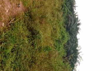 SIKENSI: Land for sale, 1 hectare