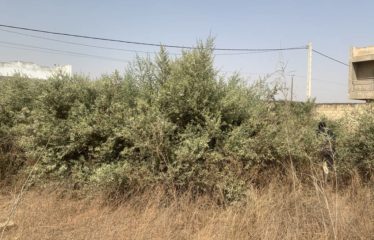 NGAPAROU : Terrain 1200 m2 proche de l’école bilingue à vendre