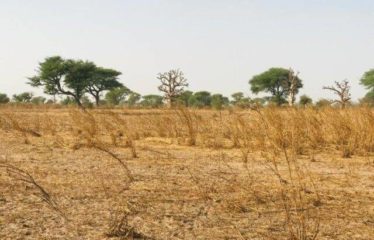 TOUBA TOUL : Terrain de 8 098 m² à vendre