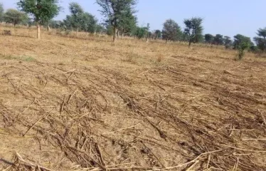 NOTTO DIOBASS : Terrain de 1,5 hectare à vendre