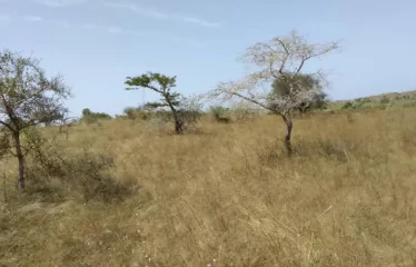 DAROU KHOUDOSS : Terrain de 1 hectare à vendre