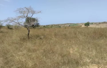 DAROU KHOUDOSS : Terrain de 1 hectare à vendre