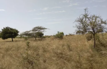 DAROU KHOUDOSS : Terrain de 1 hectare à vendre