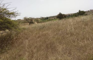 DAROU KHOUDOSS : Verger de 5,15 hectares à vendre