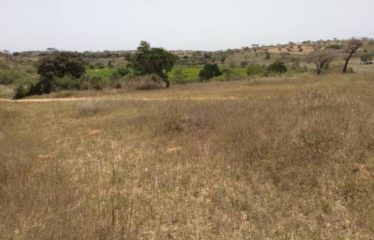 DAROU KHOUDOSS : Verger de 5,15 hectares à vendre