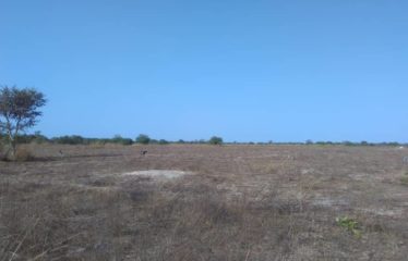 TOUBACOUTA : Terrain de 1,43 hectare à vendre