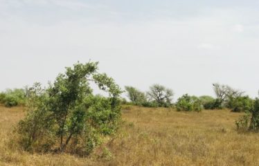 KOUL : Terrain de 2,16 hectares à vendre