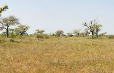 KOUL : Terrain de 7 853 m² à vendre