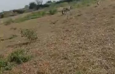KEUR MOUSSA : Verger de 3,2 hectares à vendre