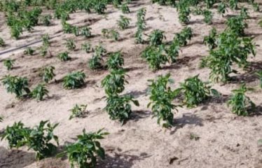 TIVAOUANE : Verger de 1 hectare à vendre