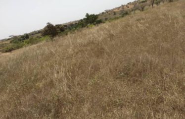 DAROU KHOUDOSS : Verger de 5,15 hectares à vendre