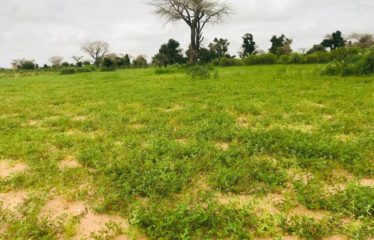 TASSETTE : Terrain de 9739 m² à vendre