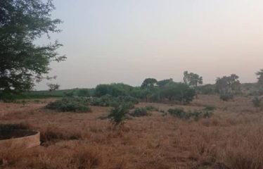 MBORO : Terrains agricole à Mboro