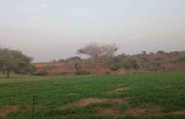 MBORO : Terrains agricole à Mboro
