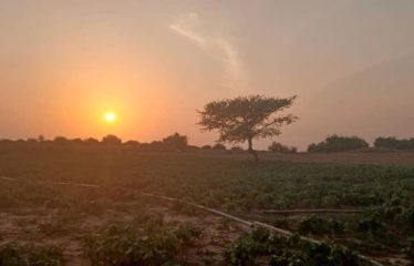 MBORO : Terrains agricole à Mboro