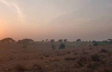 MBORO : Terrains agricole à Mboro