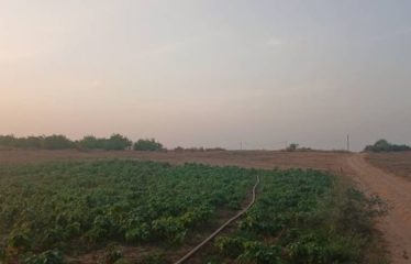 MBORO : Terrains agricole à Mboro