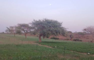 MBORO : Terrains agricole à Mboro