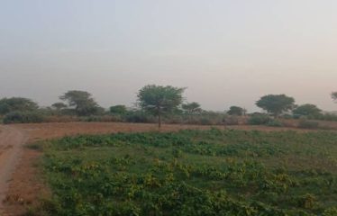MBORO : Terrains agricole à Mboro