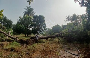 ZIGUINCHOR : Verger 18.128m² titre foncier à vendre