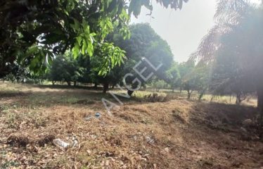 ZIGUINCHOR : Verger 18.128m² titre foncier à vendre