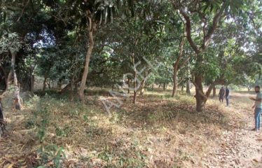 ZIGUINCHOR : Verger 18.128m² titre foncier à vendre