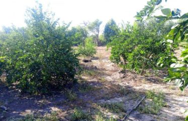MBORO : Verger de 6500m2 à Darou koudoss Mboro